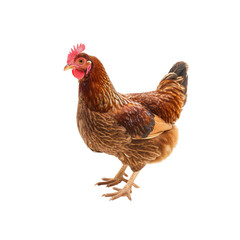 chicken on a white background