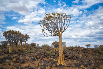 Quiver Tree know as Kokerboom in Namibia
