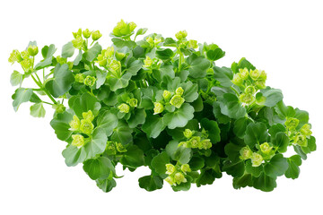 Obraz premium bunch of green flower plant isolated on transparent background