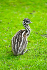 Young emu in a meadow. Flightless ratite. Dromaius novaehollandiae.
