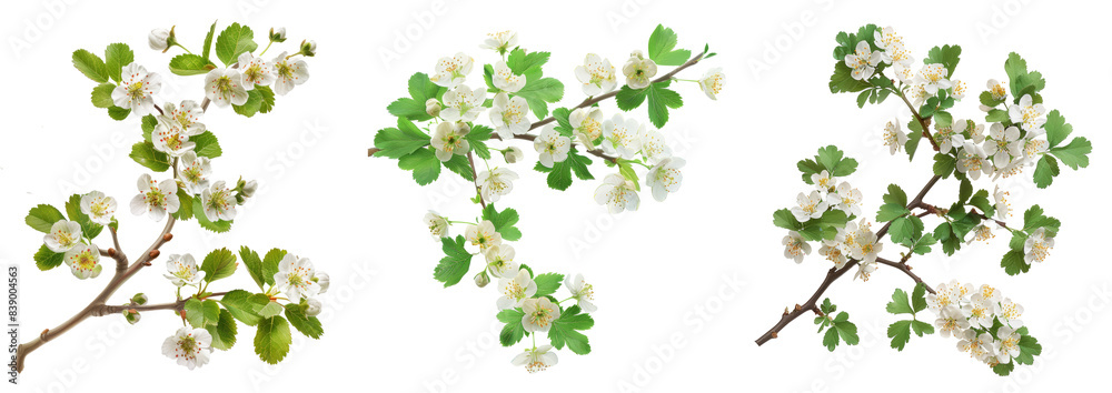 Poster hawthorn or crataegus monogyna branch isolated on white background, generative ai