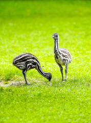 Young emu in a meadow. Flightless ratite. Dromaius novaehollandiae.
