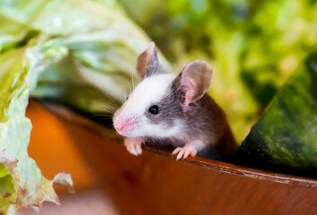 Obraz premium Portrait of a little cute mouse. Rodent. 