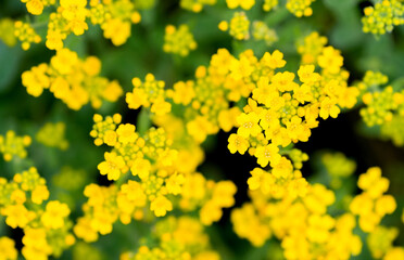 Yellow flowers of rock alyssum. Flowering plant close-up. Alyssum
