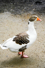 Portrait of a brown and white domestic goose.
