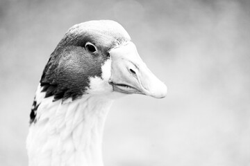 Portrait of a domestic goose.
