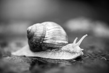 Burgundy snail or escargot (Helix pomatia), a large, air-breathing stylommatophoran land snail with...