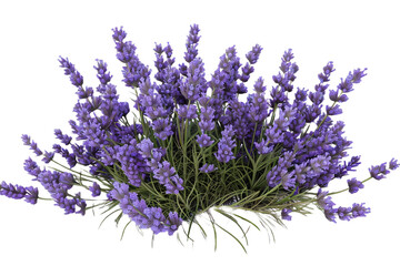 bunch of lavender isolated on transparent background