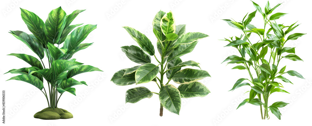 Poster this is an isolated white plant with a clipping path on a white background