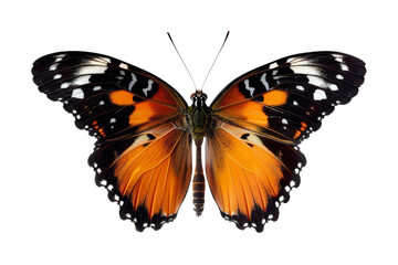 Fototapeta premium butterfly with blue flower isolated on transparent background