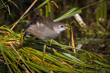A common moorhen chick stands on the green plants on one leg and looks toward the camera lens on a sunny summer day.