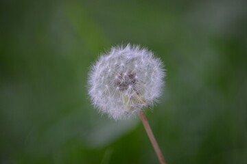 Nahaufnahme einer Pusteblume in ihrer natürlichen Umgebung