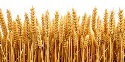 a few stalks of wheat. The wheat stalks are golden, indicating they are ripe and ready to be harvested. The background is white