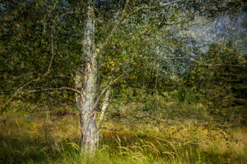 Six layers of a birch, on top of each other