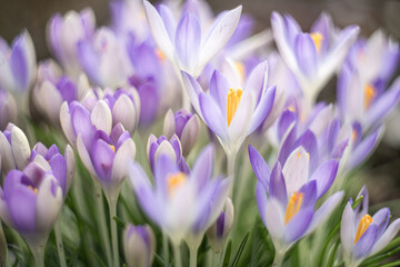 Purple Crocus - Crocus chrysanthus