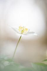 Anemone nemorosa, a wild plant which blooms in spring .