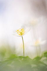 Anemone nemorosa, a wild plant which blooms in spring .