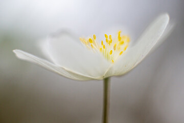 Anemone nemorosa, a wild plant which blooms in spring .