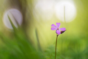 Herb Robert or Geranium robertianum blooms from april until september.