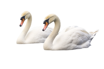 Majestic Swans Embracing in Harmony on a White or Clear Surface PNG Transparent Background..