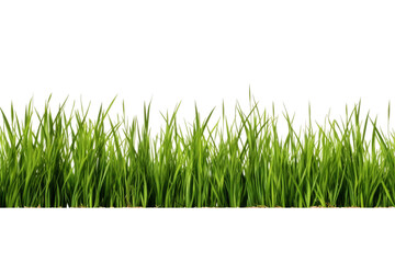 Fototapeta premium Whispers of Nature: A Lush Green Symphony on a White or Clear Surface PNG Transparent Background..
