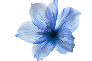 clear blue flower isolated on transparent background