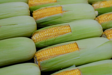 sweet corn with green skin