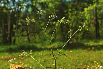 A flowering plant of Anthriscus, very similar to hemlock and Cicúta virósa. photo with blurred background.