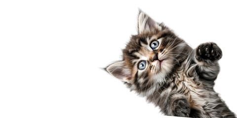 Persian kitten playing cutely Top view on transparent background