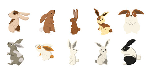 Rabbit Vector Set