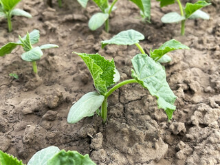 cucumber sprouts growing on a bed in a vegetable garden