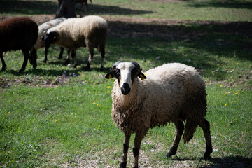 View of white sheep grazing on the green field