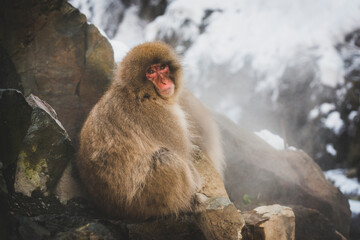 Japan, Yamanouchi, Jigokudani Monkey Park, portrait of red-faced makak