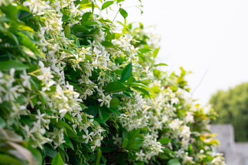 Early summer bloom of windmill jasmine (loosestrife) flowers