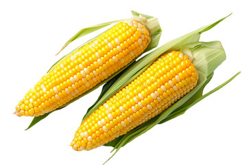 Corn on the cob isolated on transparent background