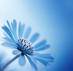 Obraz premium flower macro, macro, plant, yellow, blossom, white, summer, spring, bloom, beauty, petal, garden, flora, purple