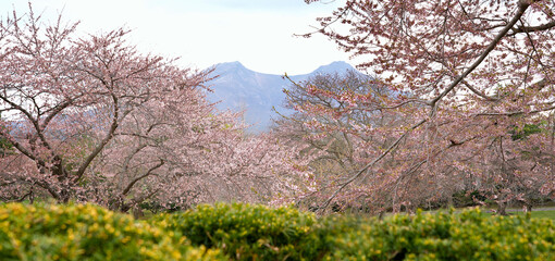 Mt.Komagatake and Cherry blossom blooming in Morimachi Oniushi Park of Mori city in Hokkaido, Japan.