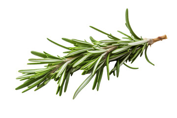 Fototapeta premium A Whimsical Rosemary Sprig Dance on a White or Clear Surface PNG Transparent Background..