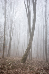 The forest in a fog.