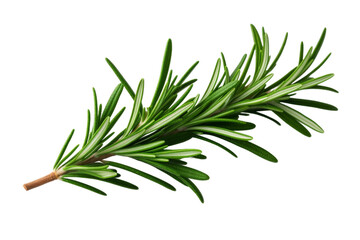 Fototapeta premium Whispers of Rosemary on a White or Clear Surface PNG Transparent Background..