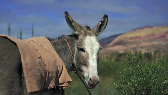 A donkey staring directly at the camera in the Andes Mountains of Jujuy, Argentina.