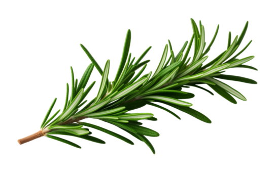 Whispers of Rosemary on a White or Clear Surface PNG Transparent Background..