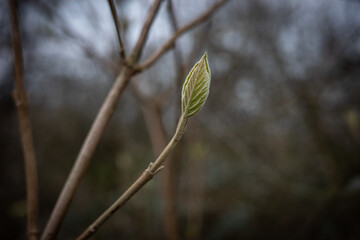 green spring leaf in sunshine