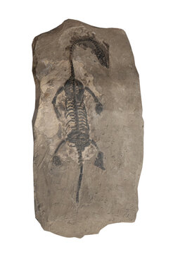 nothosaurus  fossil on white, isolated