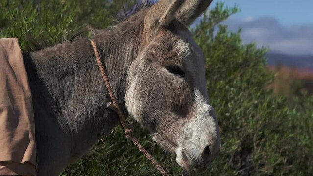 A stunning profile portrait of a beautiful donkey set against the magnificent backdrop of the Andes mountain range.