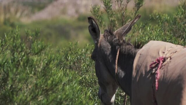 A majestic donkey gracefully moves in slow motion amidst the breathtaking backdrop of the Andes mountain range.