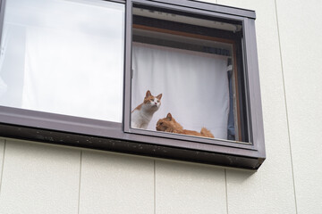 窓辺で並ぶ二匹の猫