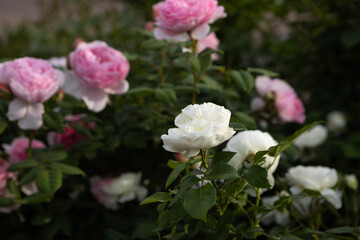 Obraz premium Flowers bed of beautiful pink and white roses in a garden setting