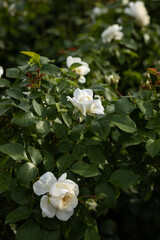 White rose bush in full bloom dark green background