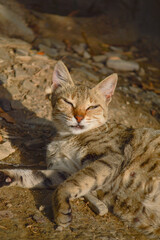 Close up of a pregnant cat in the garden